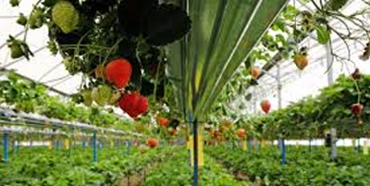 واگذاری زمین برای احداث ۱۵۰هزار متر مربع گلخانه در سیستان وبلوچستان